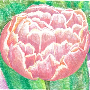 Op de afbeelding: Een close-up van een roze en witte tulp met een gekrulde rand. De tulp is scherp en de achtergrond is wazig.
