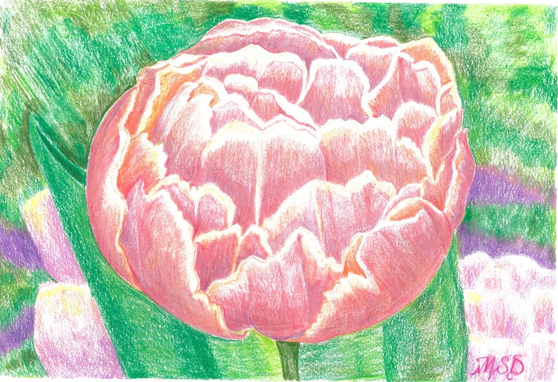 Op de afbeelding: Een close-up van een roze en witte tulp met een gekrulde rand. De tulp is scherp en de achtergrond is wazig.
