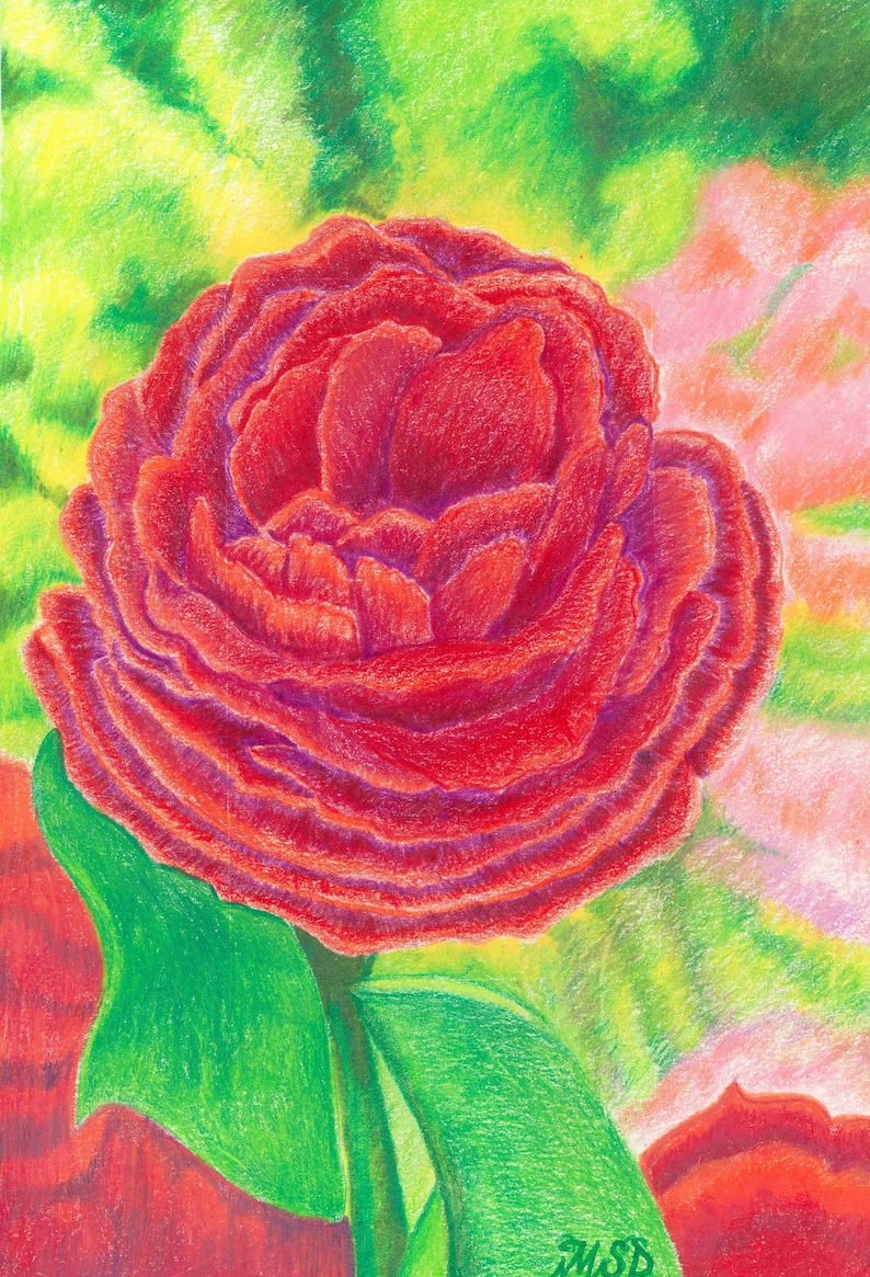 Op de afbeelding: Een enkele rode roos met een groen blad en steel, getekend met kleurpotloden tegen een groene en roze achtergrond.