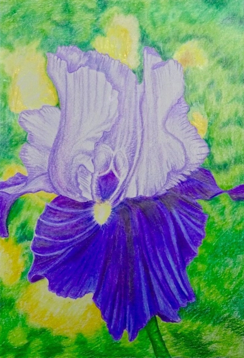 Op de afbeelding: Een paarse en witte irisbloem met een gele kern, getekend met kleurpotloden op een groene achtergrond.