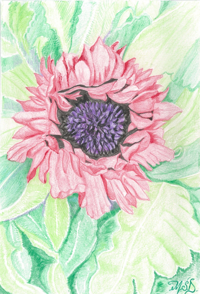 Op de afbeelding: Een close-up van een roze bloem met een paarse kern. De bloem wordt omringd door groene bladeren.