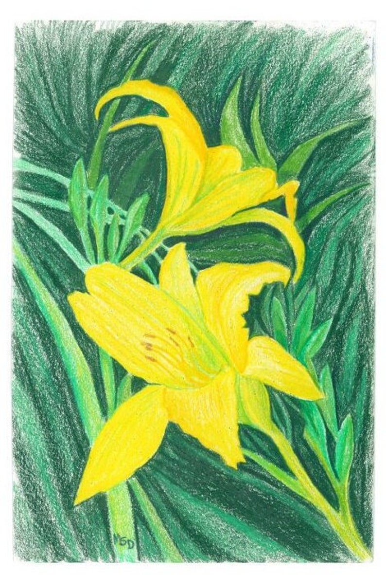 Op de afbeelding: Een tekening van twee gele lelies met groene bladeren op een donkergroene achtergrond.