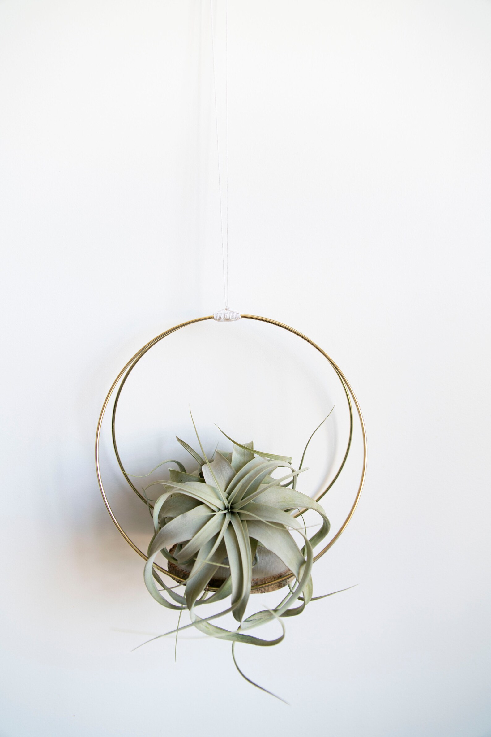 10 Air Plant Holder & Xerographica Etsy