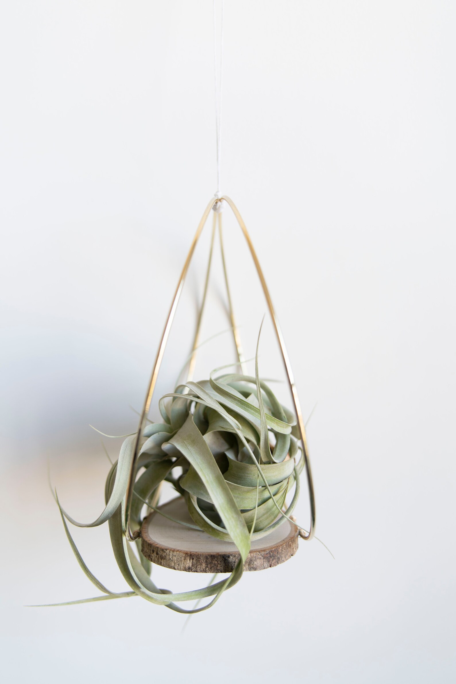 10 Air Plant Holder & Xerographica Etsy