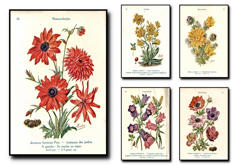Botanical Print  Set Of 5Botanical Wall Art Botanical image 1