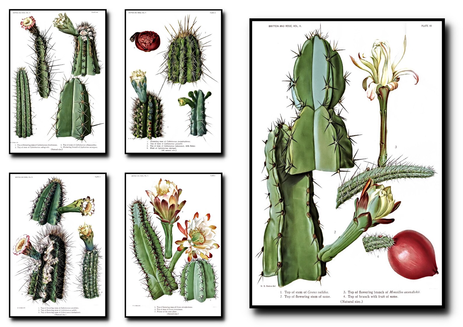 7. Cactus Flower Nail Art Stickers - wide 2