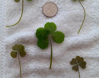 5 Real Four Leaf Clovers-Vintage Look, Luck (5 Genuine Laminated 4 Leaf Clovers)-Birthday, Graduation, Mother's Day/Father's day 2024