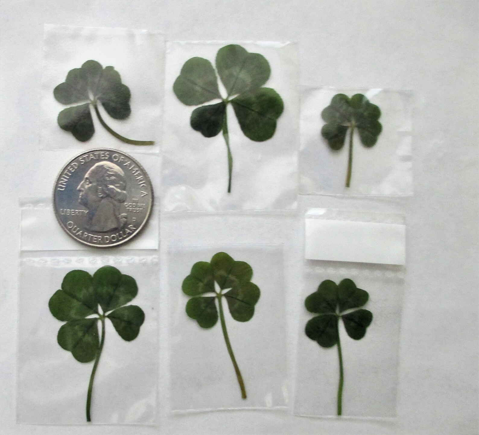 6 Real Four Leaf CloversVintage Look Luck 6 pk Genuine 4 Etsy