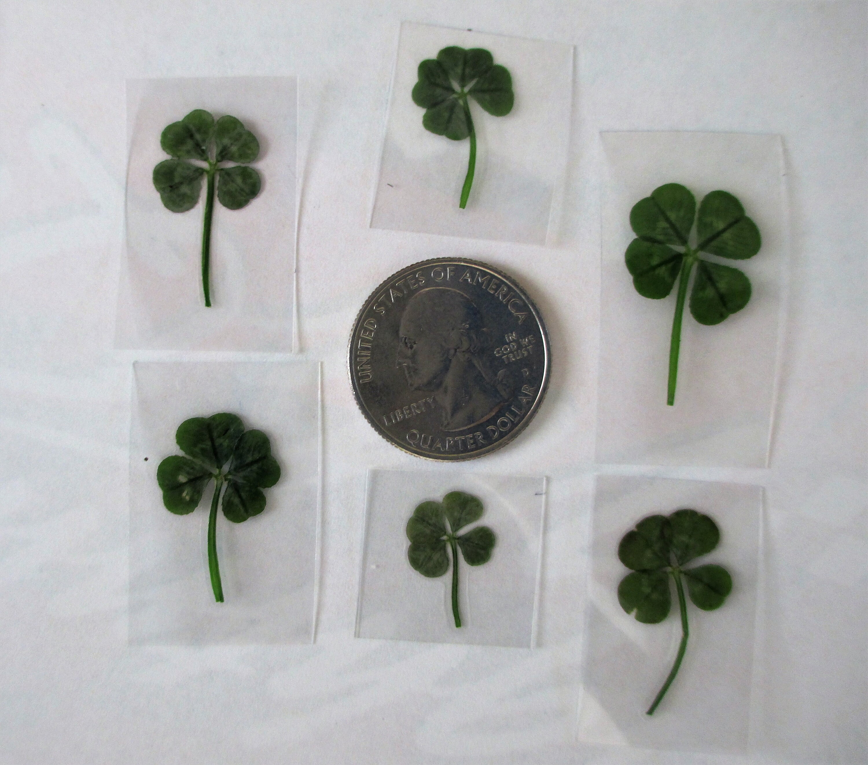 6 Real Four Leaf CloversVintage LookLuck 6 pk Genuine 4 Etsy