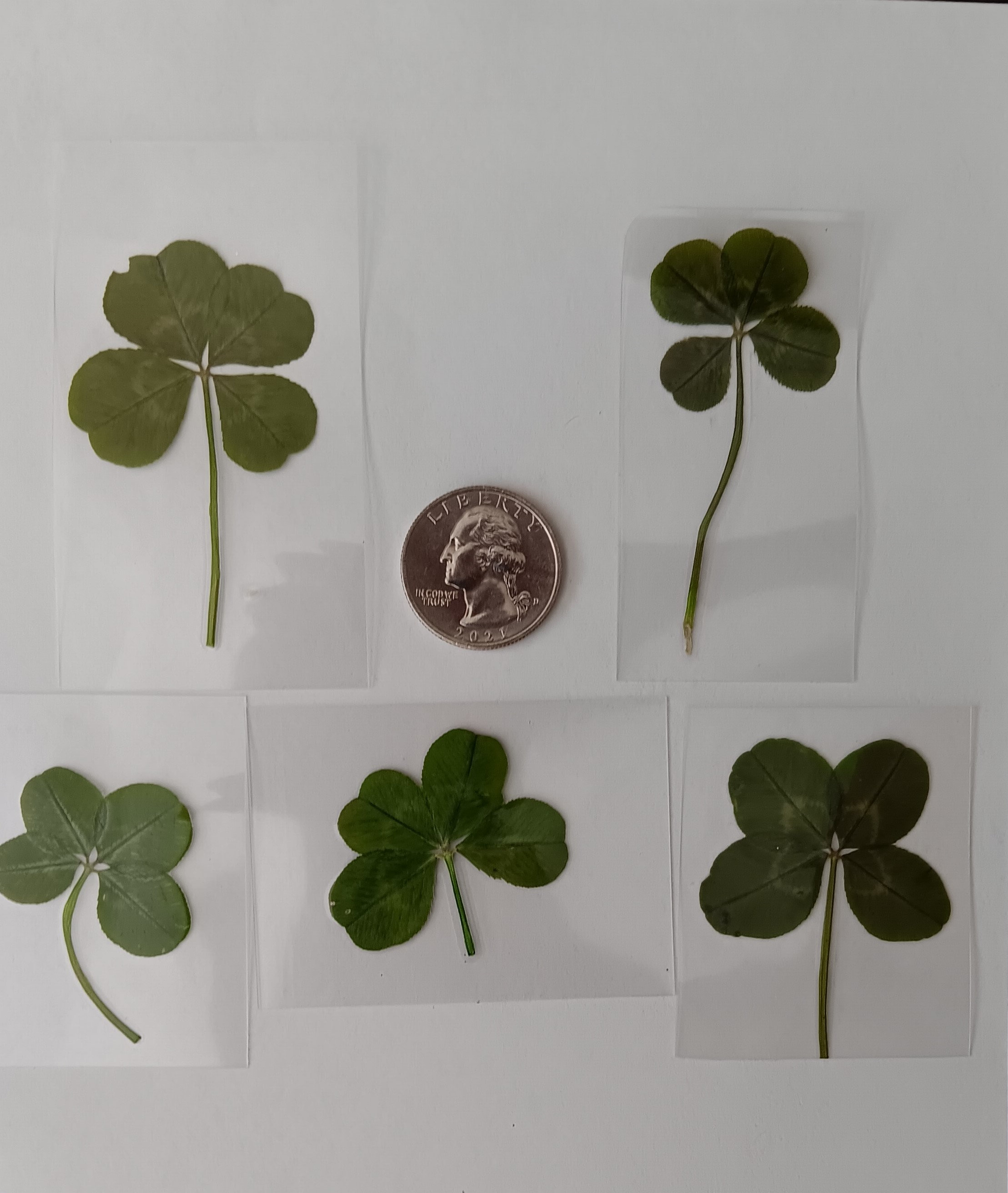 5 Real Four Leaf Clovers-vintage Look, Luck(5 Genuine