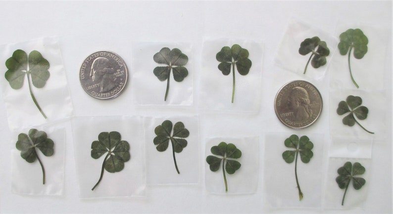 25 Genuine Four Leaf Clovers - Memorial 25 Real 4 Leaf Clovers Christmas Luck