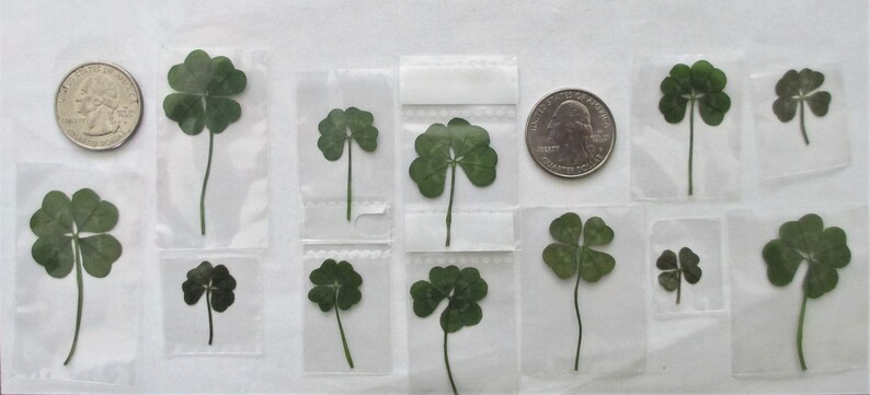 25 Genuine Four Leaf Clovers - Memorial 25 Real 4 Leaf Clovers Christmas Luck