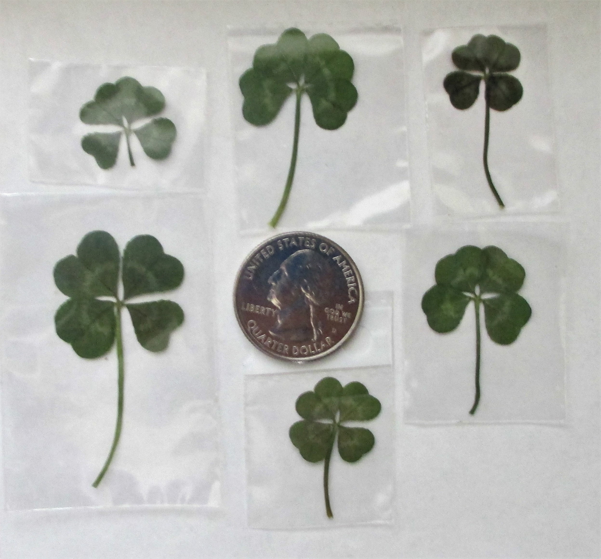 6 Real Four Leaf CloversVintage LookLuck 6 pk Genuine 4 Etsy
