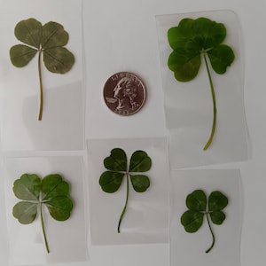 5 Real Four Leaf Clovers-Vintage Look, Luck(5 Genuine Laminated 4 Leaf Clovers)-Birthday, Thanksgiving, Christmas 2025, NFL Football Luck
