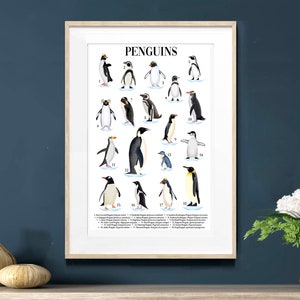Penguin Poster | Illustrated Penguins | identification Poster | Natural History | Nature Print