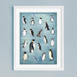 Penguin Poster | Illustrated Penguins | identification Poster | Natural History | Nature Print | Classification chart