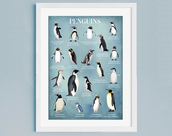 Penguin Poster | Illustrated Penguins | identification Poster | Natural History | Nature Print | Classification chart