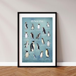 Pingvinposter | Illustrerade pingviner | identifieringsposter | Naturhistoriskt material | Naturtryck | Klassificeringstabell
