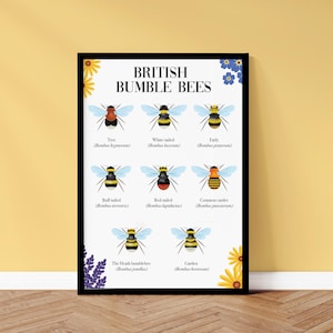 Bumble Bee Print | Illustrated Bumble Bees | identification Poster | Natural History | Nature Print