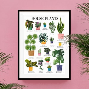 Plant Poster Print | Illustrated Plants | House plants | Botanical Print | identification Poster | Nature Print