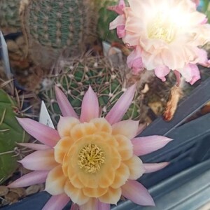May include: Close-up of a cactus with a large, open flower. The flower has a yellow center and pink petals. Other cacti are visible in the background, some with green bodies and spines. The image is well-lit, highlighting the flower's details.
