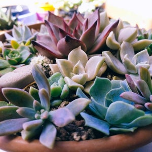 Può includere: Un vaso di terracotta pieno di una varietà di piante grasse. Le piante grasse sono di diverse tonalità di verde, rosa e viola. Alcune delle piante grasse hanno una forma a rosetta, mentre altre hanno foglie lunghe e sottili.