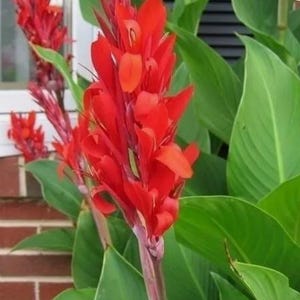 May include: A vibrant image of a Canna Lily plant, showcasing bright red flowers and large, green leaves. The flowers are in full bloom, with multiple blossoms clustered together. The plant is set against a backdrop of a brick wall and a window.