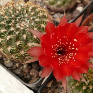 May include: A close-up of a cactus with a vibrant red flower in full bloom. The flower has multiple petals and a yellow center. The cactus is green with white spines. The image is taken from a slightly elevated angle.
