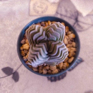 Può includere: Un piccolo cactus verde e bianco con un motivo a zig-zag a strati unico cresce in un piccolo vaso pieno di ghiaia marrone.