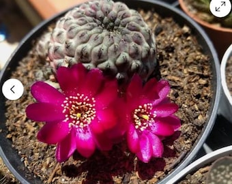 PIanta di cactus Rebutia in vaso, Rebutia Plant