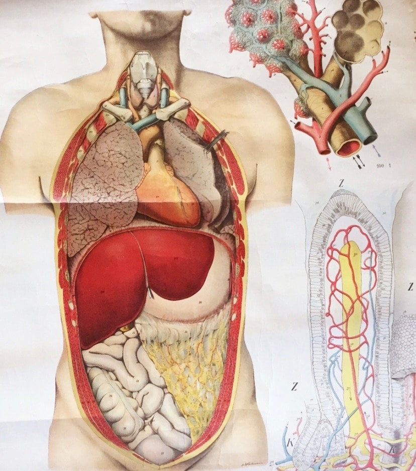 Antique Anatomical Wall Chart No. 3 From 1908 - Etsy