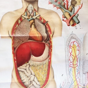 Antieke anatomische wandkaart nr. 3 uit 1908