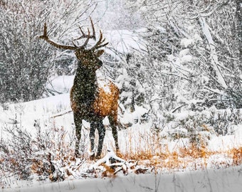 Mighty Elk | Wildlife Print, Elk Photography, Rocky Mountain National Park, Elk Bull in Blizzard, Nature Photography, Winter Photography
