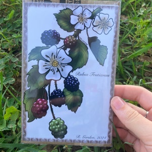 Blackberry Art Print