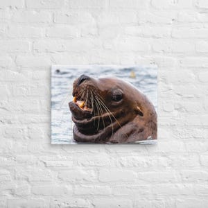 Triple Chin – Sea Lion Portrait – Valdez Alaska Wildlife Photography – Steller Sea Lion Canvas Print – Alaska Ocean Animal Wall Art