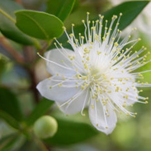 Myrtle Essential Oil - Myrtus communis