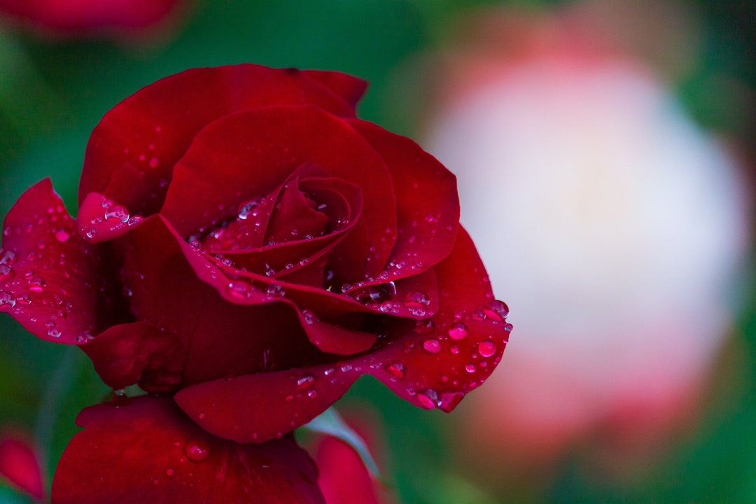 Cranberry Rose Fragrance Oil Candles Soap Skin Hair Care Etsy