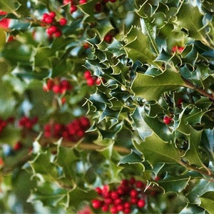 Holly & Ivy Fragrance Oil - Candles - Soap - Skin - Hair Care