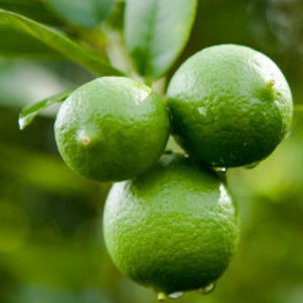 Lime (Key Lime) Essential Oil - Citrus aurantifolia