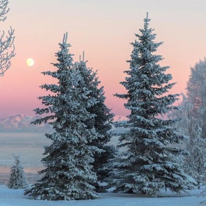 May include: A snowy winter scene with three tall evergreen trees covered in frost. The trees are silhouetted against a pink and blue sky with a full moon visible.