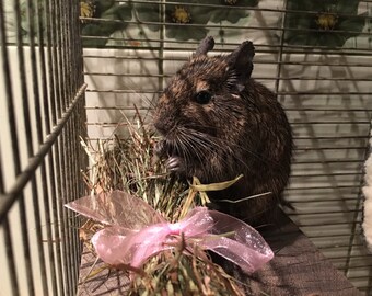 Dried grass, natural grass, food for rabbits, bunny food, bunny rabbit, rabbit treat, farm birthday, birthday party