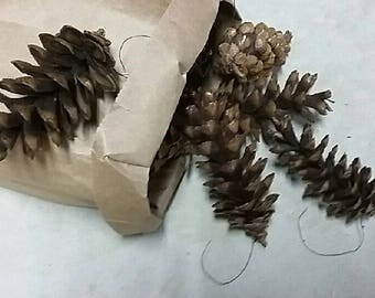 Real Pine Cones, Small, Medium and Large, Natural Brown, Decoration Ornament Centerpiece Rustic Crafting Wedding Easter Fall Christmas