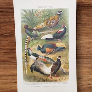 Stampa originale antica del 1904, libro di uccelli selvatici con fagiani, litografia, tipi di fagiani, decorazione da parete per amanti degli uccelli, ornitologia