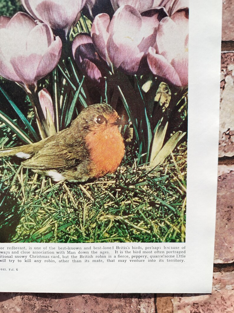 Vintage 1950s Robin Redbreast British Birds Book Print Lithograph ...