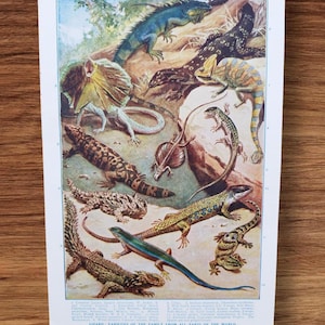 Impression de livre lézards exotiques des années 1930 : art mural reptile antique