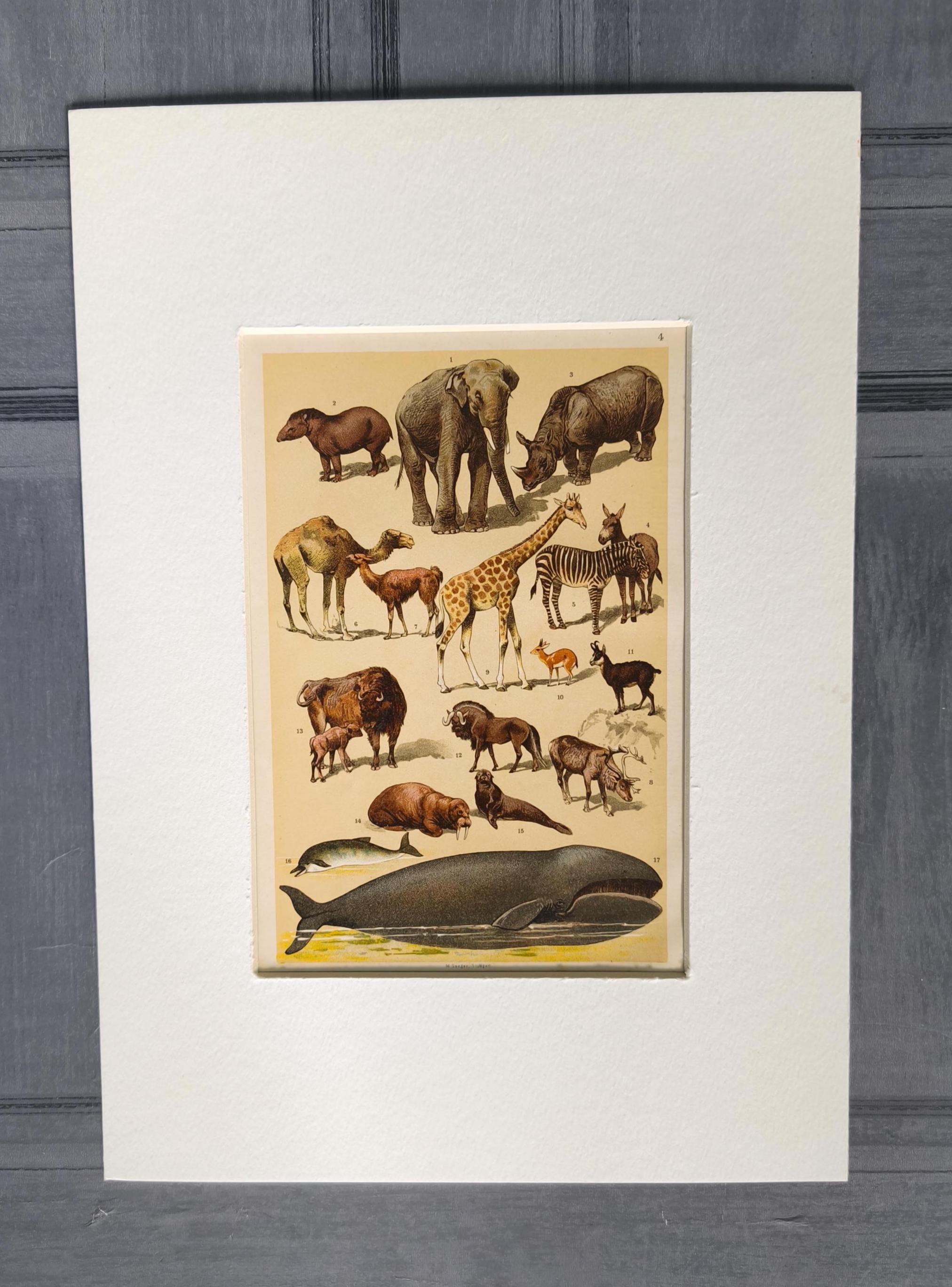 Pair of Antique 1906 Natural History Animals Mammals Book Print