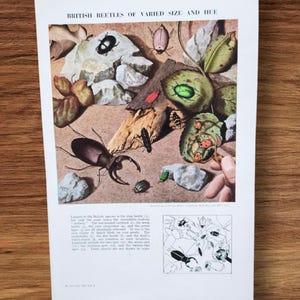 Genuine Vintage 1950s British Beetles of Various Sizes Book Print Picture , Stag Beetle , Wasp Beetle , Ladybirds , Ladybird Wall Art Gift