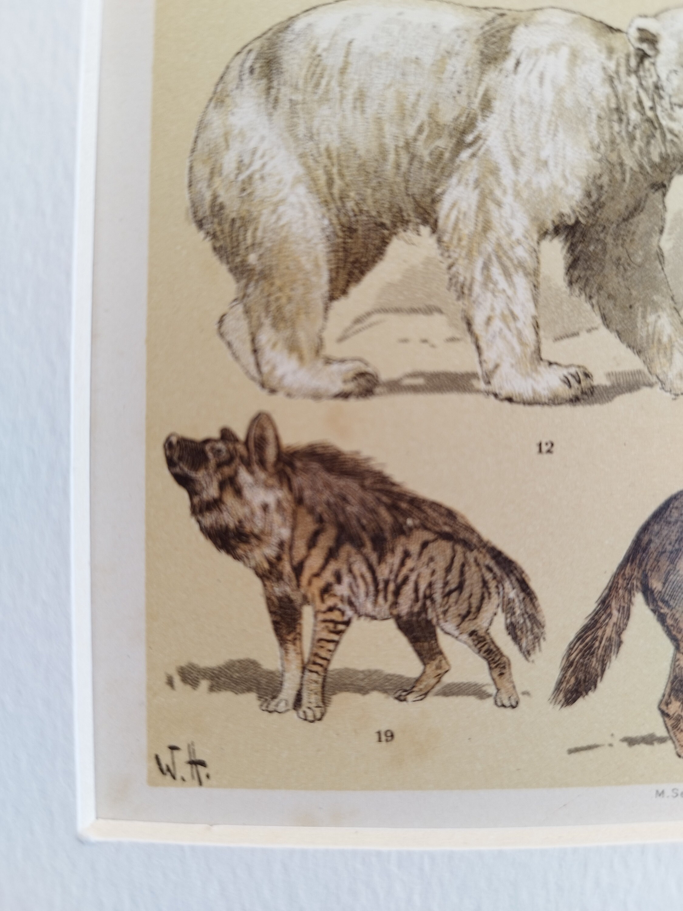 Pair of Antique 1906 Natural History Animals Mammals Book Print