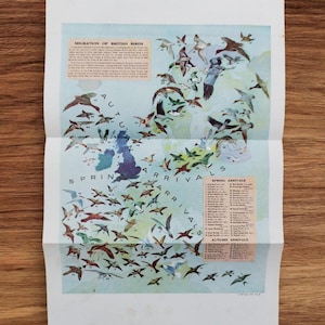 Póster con ilustración y estampado original de la década de 1950 sobre la migración de las aves británicas, libro extraíble, arte de pared sobre el movimiento de las aves migratorias