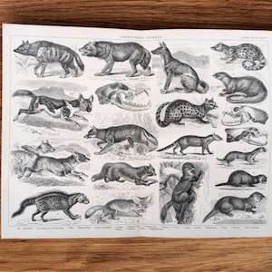 May include: Vintage print featuring detailed illustrations of various carnivorous animals, including bears, wolves, and cats. The print is in black and white, with the title "CARNIVOROUS ANIMALS" at the top. The print is on a white paper with a wooden background.